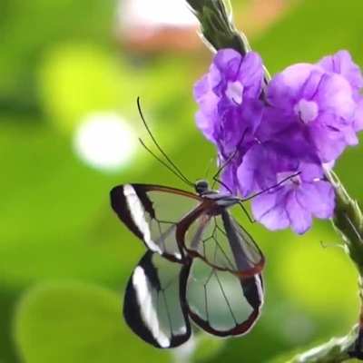 🔥 Greta oto: The beautiful glasswing butterfly is known for its unique transparent wings that allow it to camouflage without coloration. 🔥