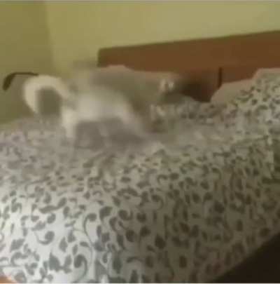 Dog puts out all his joy.