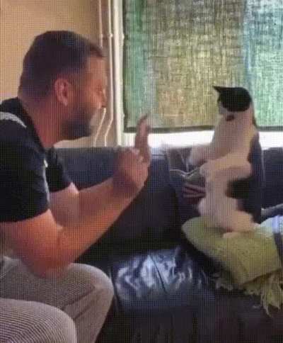 The cat plays with his human