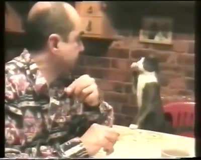 Cat communicates with its deaf owner using sign language