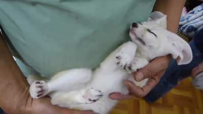 Trying to send Fennec Fox to sleep.
