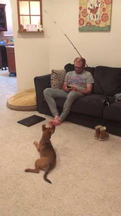 Asked my husband to keep our new puppy busy... came back to find this.