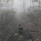 Enjoying the rain on leaves with my pup.