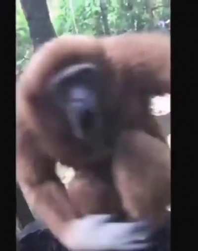 Dario: *se pilla el pulgar* cheto: