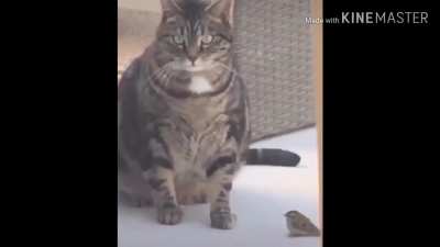Chonky cat