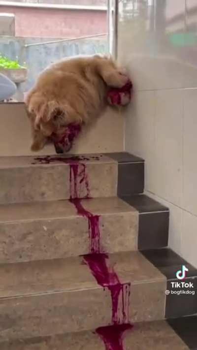 Just giving his owner a heart attack.