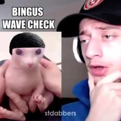 BINGUS CORTE DIOS PLAN 😱😱😱😱