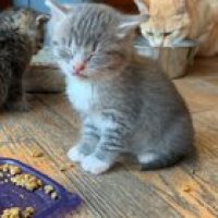 My new foster had a hard time staying awake after her first meal of solid food.