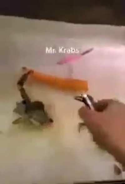No señor cangrejo