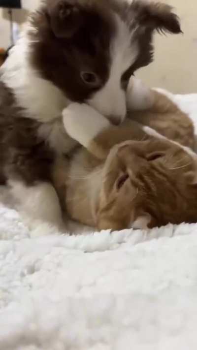 BC & Ginger Cat