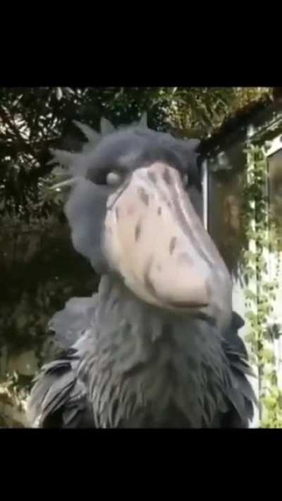 Interessanter Vogel