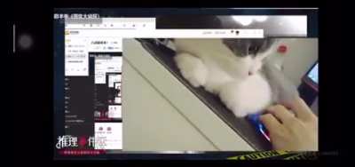 the cat took objection to ending the stream