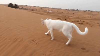 Cats travel by placing their hind paws in the print left by their front. This both quiets their steps & ensures solid footing for their powerful back legs.