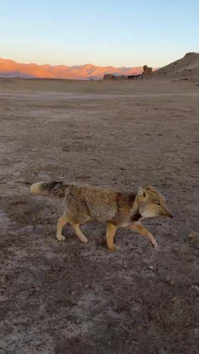 🔥 That’s no dog: unexpected encounter with a Tibetan Fox