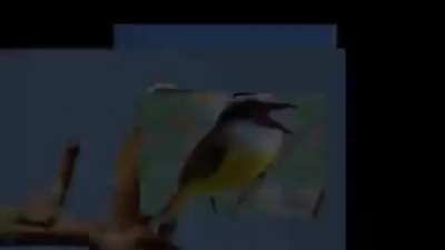 Bem-te-vi