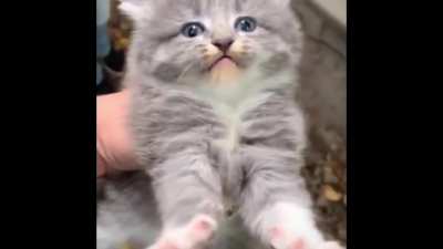 Haha cat go brrrr