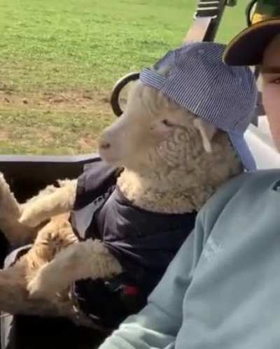 Sheep bro