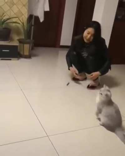 It's a cat It's a-