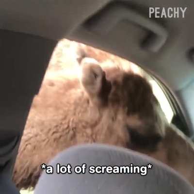 Funny, Scary and Angry Camel reactions ! (Reduce Volume Before Watch) 😀
