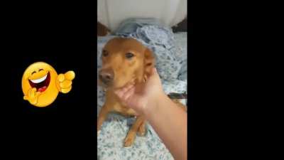 Dawgs just Bing chilling 👌👌👌👌🤚