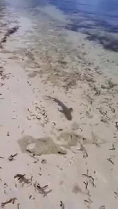 Surprise on the beach