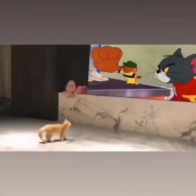 😂😂😂