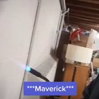 Amazing Video
