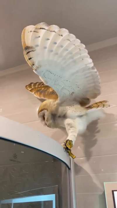 Can I fly now?