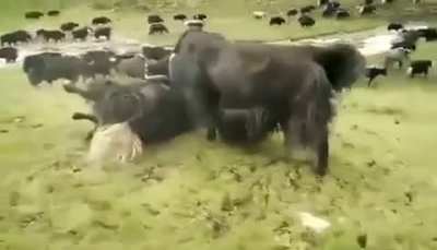Wild yak's power