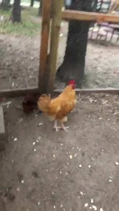 Modern day dinosaur attack