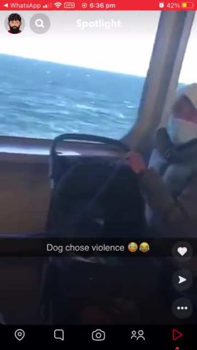Doggo be mad