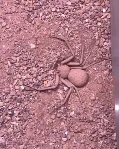 Ground spooder