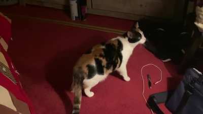 Sometimes my cat passes the time by doing somersaults, what can I say? (That maroon carpet tho...)