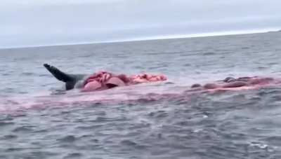 This is how the whale explode when they die. 