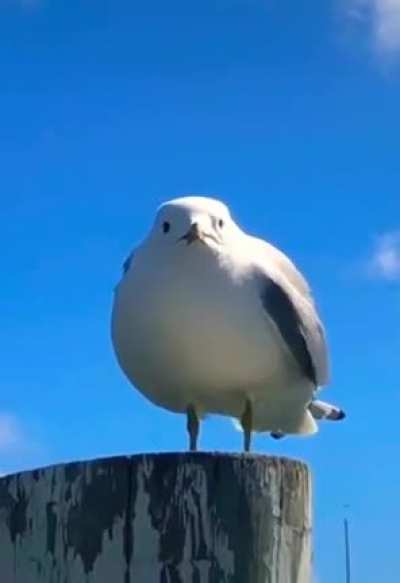 Seagull