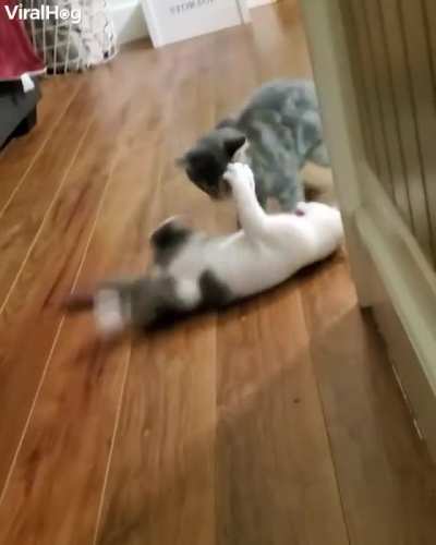 Catculated Attack