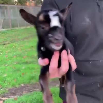 baby goats