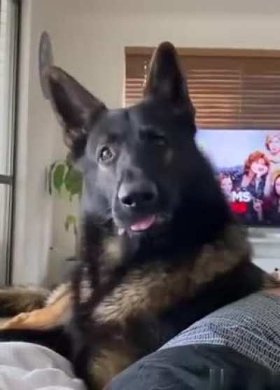 Retired police dog