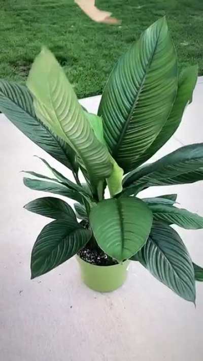 Here’s my spathiphyllum sensation...again. I’m obsessed. Coworkers and fam are sick of hearing about it lol