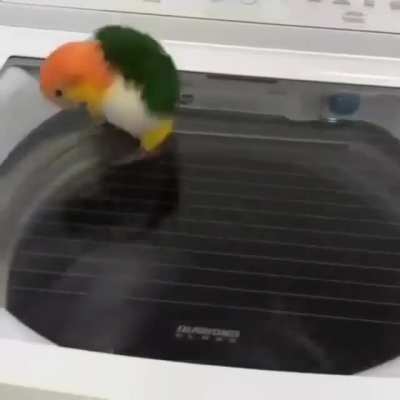 Whirlpool party