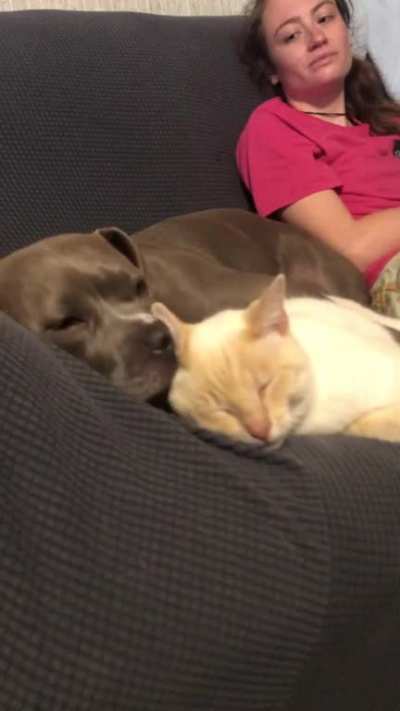 A vicious attack on a cat from a dog