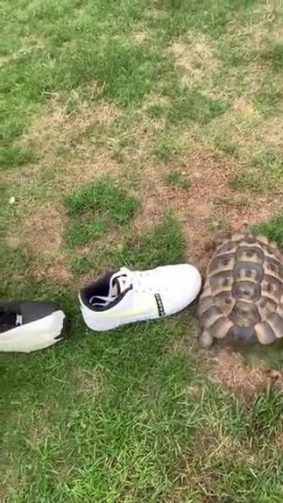Tommy vs black shoe disguised as white shoe.