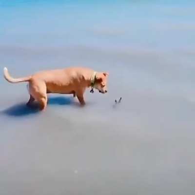 Curious dog finds something on the beach