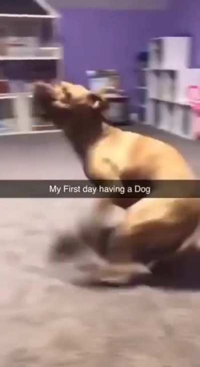 hyperactive dog