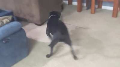 My boy Drax likes to play with the cat toys by himself