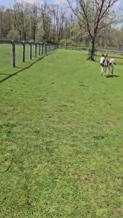 Dude, drop the goat! 
