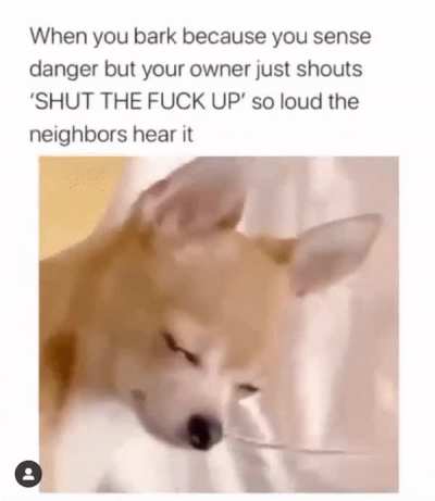 doge sad