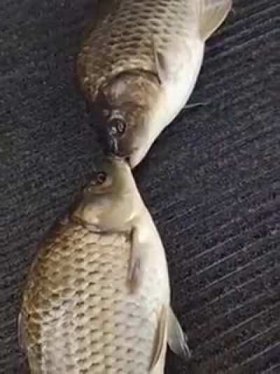 O peixe nos traiu😪