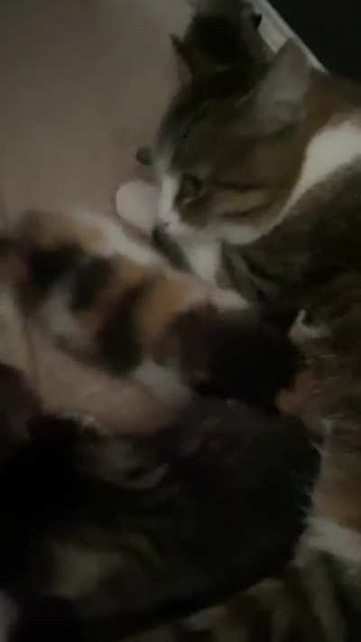 Update on the stray mama and her litter; they’re up and moving!