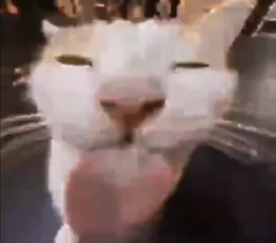 cate